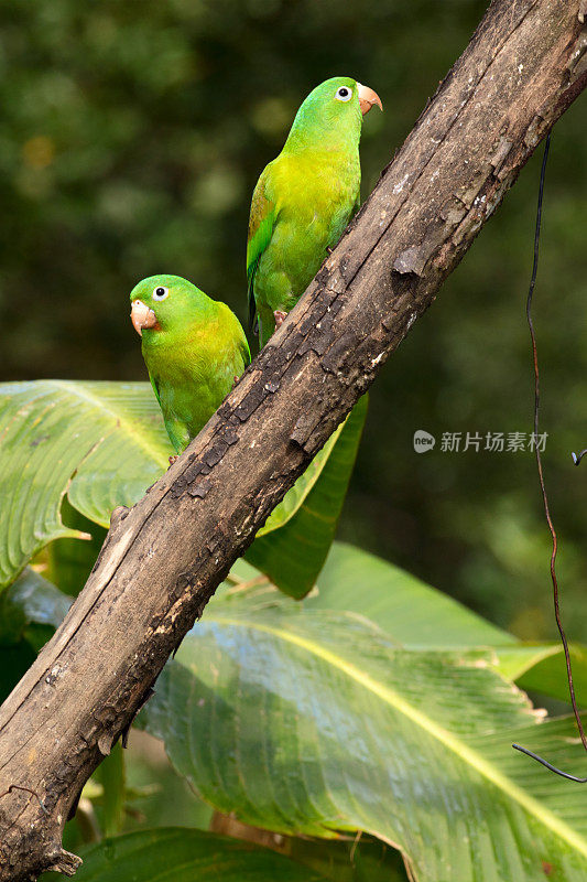 两只橙色长尾小鹦鹉(Brotogeris jugularis)或托维长尾小鹦鹉坐在哥斯达黎加的一个树枝上